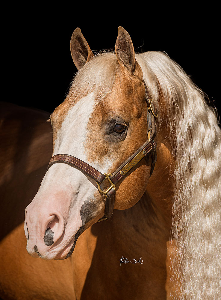 Rays Series Preview: Phillies are just mini horses and our mini horse is  better - DRaysBay