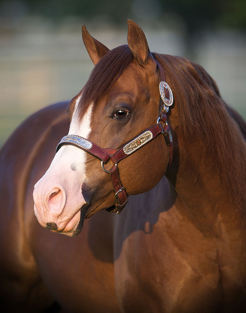 Gunnatrashya Reaches $9 Million Dollar Sire Milestone – NRHA News